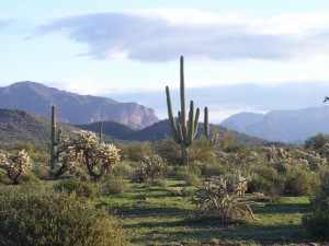 arizona-cactus-variety1