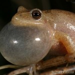 Lessons From Spring Peepers