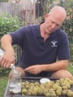 Black Walnut (juglans nigra) benefits